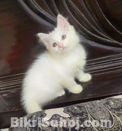 Persian kitten